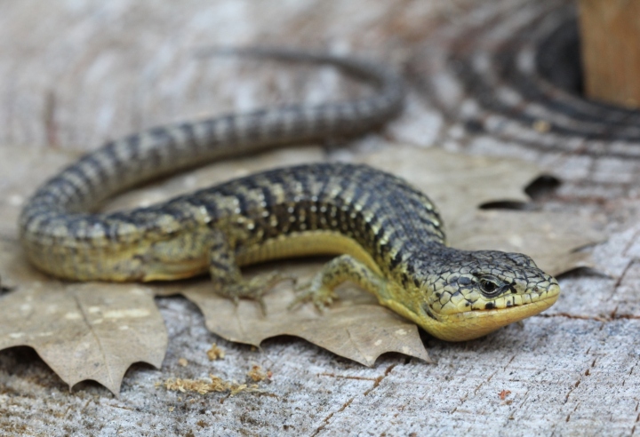 San Francisco Alligator Lizard